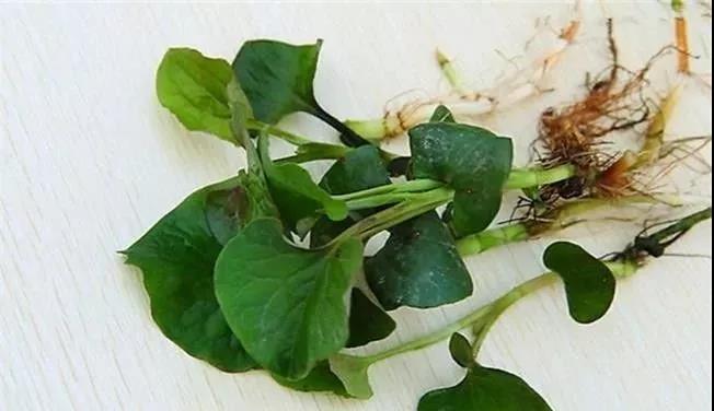 它是“天然抗生素”，不仅能消炎抗菌，还能治疗痛风，春天不吃太可惜