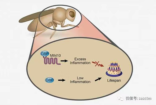 逆来顺受反而比抵抗环境压力更长寿