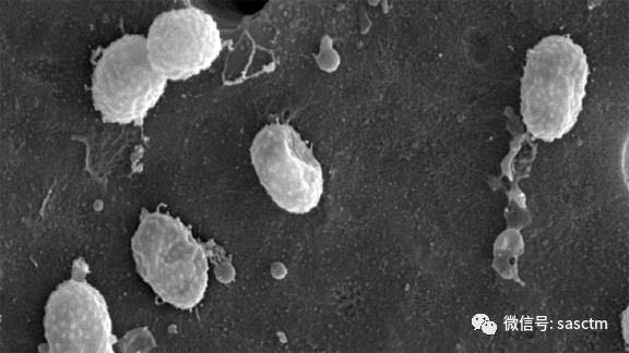 善待你的肠道菌群吧,它们将决定抗癌药是否有效果