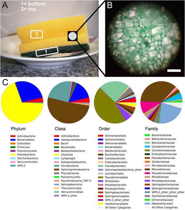 科学实验告知你家厨房刷锅洗碗的海绵有多脏