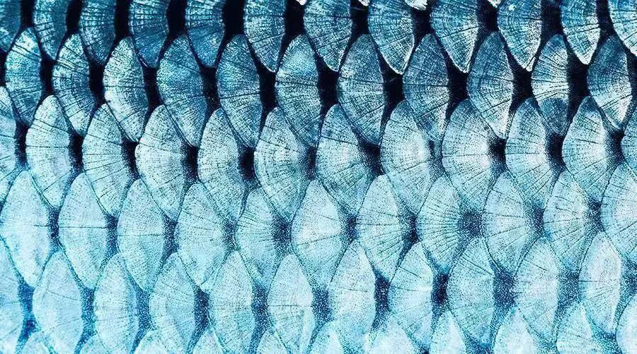 鱼的这个部位有毒,千万别吃啦!