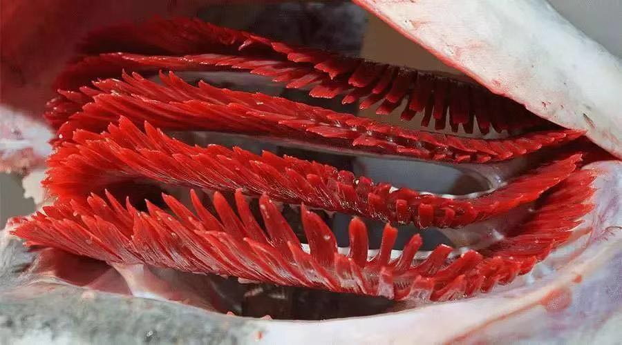 鱼的这个部位有毒,千万别吃啦!