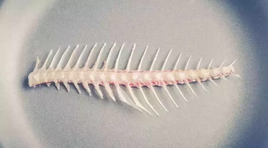 鱼的这个部位有毒,千万别吃啦!