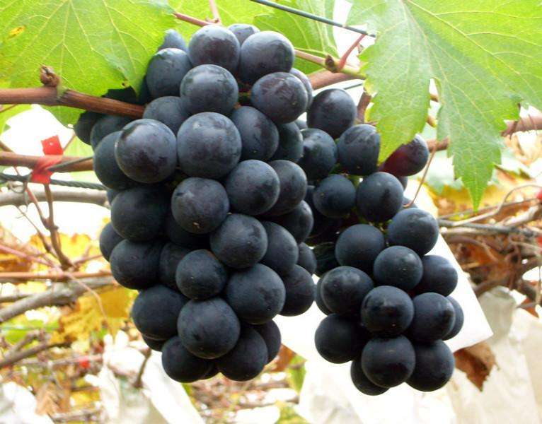 葡萄上的白霜要不要洗？关于水果的 20 个小秘密