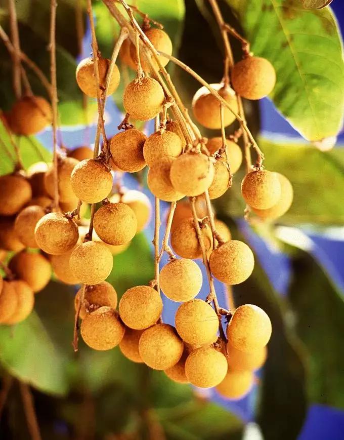 二十四节气丨白露药膳食疗养生