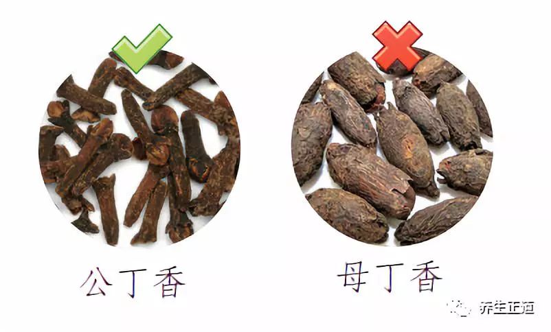 每天认识一味中药——丁香