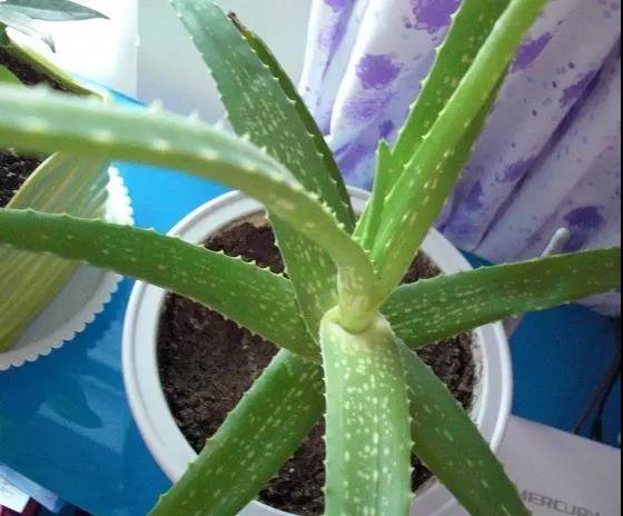 【绿色居家】这3种花，可以吸甲醛，还能处理小病小灾，你知道吗？