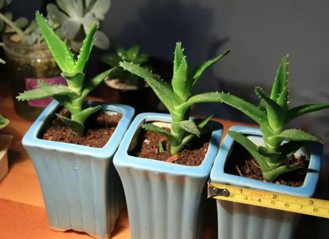 【绿色居家】这3种花，可以吸甲醛，还能处理小病小灾，你知道吗？