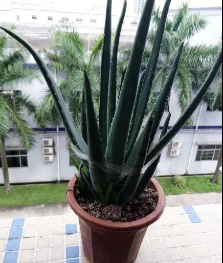 【绿色居家】这3种花，可以吸甲醛，还能处理小病小灾，你知道吗？