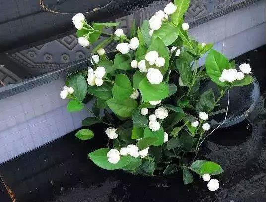 【绿色居家】这3种花，可以吸甲醛，还能处理小病小灾，你知道吗？