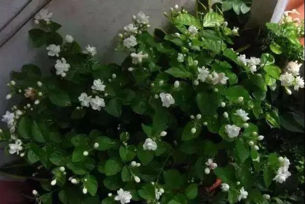 【绿色居家】这3种花，可以吸甲醛，还能处理小病小灾，你知道吗？