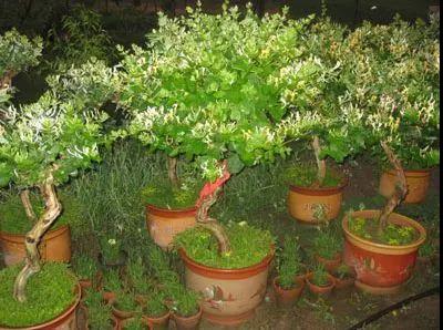 【绿色居家】这3种花，可以吸甲醛，还能处理小病小灾，你知道吗？