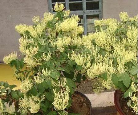 【绿色居家】这3种花，可以吸甲醛，还能处理小病小灾，你知道吗？