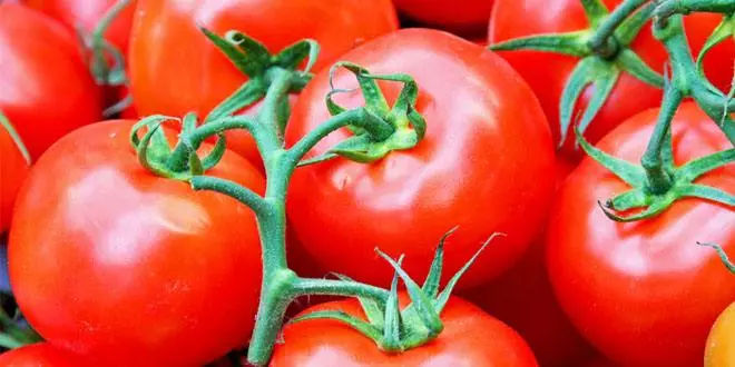 能抗氧化的西红柿，应该生吃？熟吃？空腹吃？减肥吃它有用吗？ 