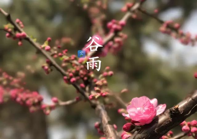 翻过谷雨即是初夏，抓住春天最后一个养生关键点！ 