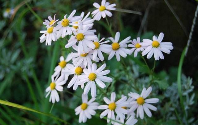 夏季防蚊虫不用药，6种驱蚊花随您选