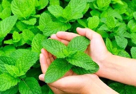 夏季防蚊虫不用药，6种驱蚊花随您选