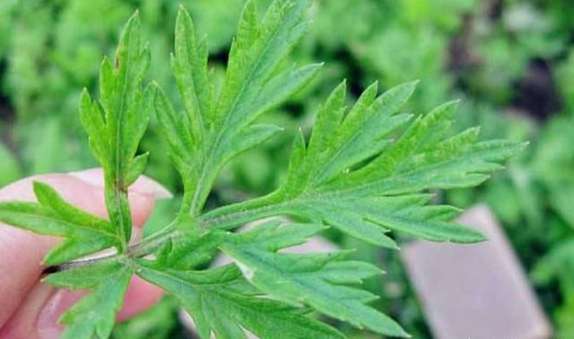 夏季防蚊虫不用药，6种驱蚊花随您选