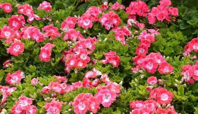 夏季防蚊虫不用药，6种驱蚊花随您选