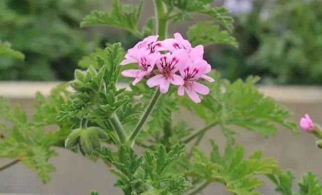 夏季防蚊虫不用药，6种驱蚊花随您选