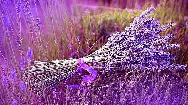 夏季防蚊虫不用药，6种驱蚊花随您选