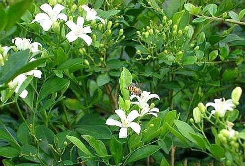 夏季防蚊虫不用药，6种驱蚊花随您选