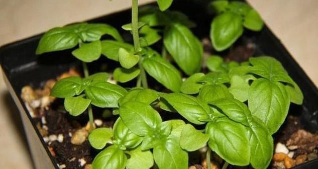 夏季防蚊虫不用药，6种驱蚊花随您选