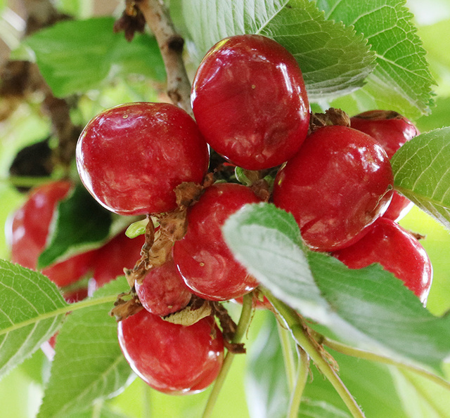 对身体最有营养的5种水果，一般人我不告诉他