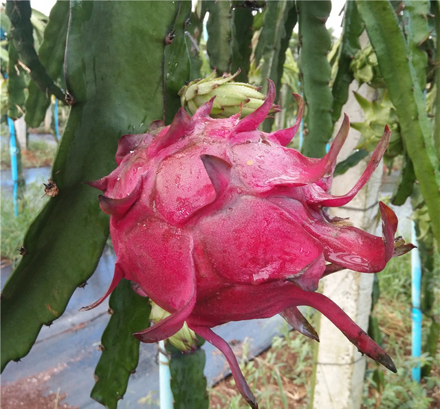 对身体最有营养的5种水果，一般人我不告诉他