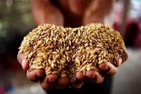 药疗不如食疗，五谷养生大揭秘！