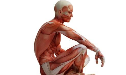 国际资讯｜吃蛋白质有助于保持肌肉健康