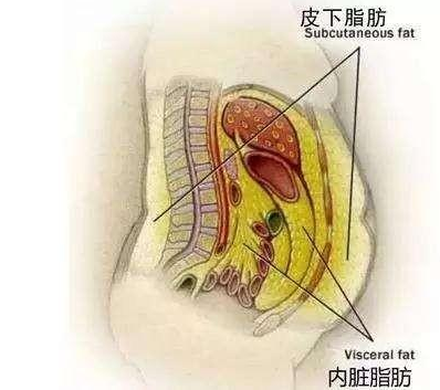 减内脏脂肪最懒但最有效的办法是什么？