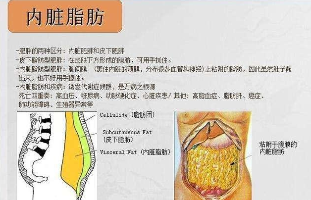 减内脏脂肪最懒但最有效的办法是什么？