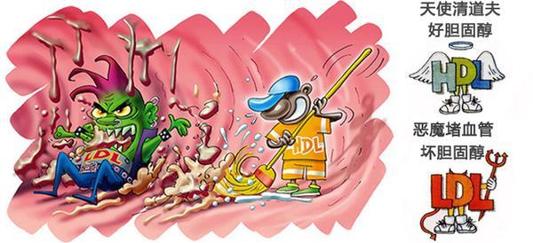 怎么降低胆固醇减少心脑血管病？研究发现这种食物蛋白有效。