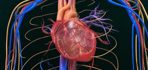 血压到底看高压重要，还是看低压主要？有什么区别？