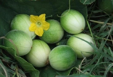 乡村迷你西瓜，味道有酸有甜，你吃过吗？