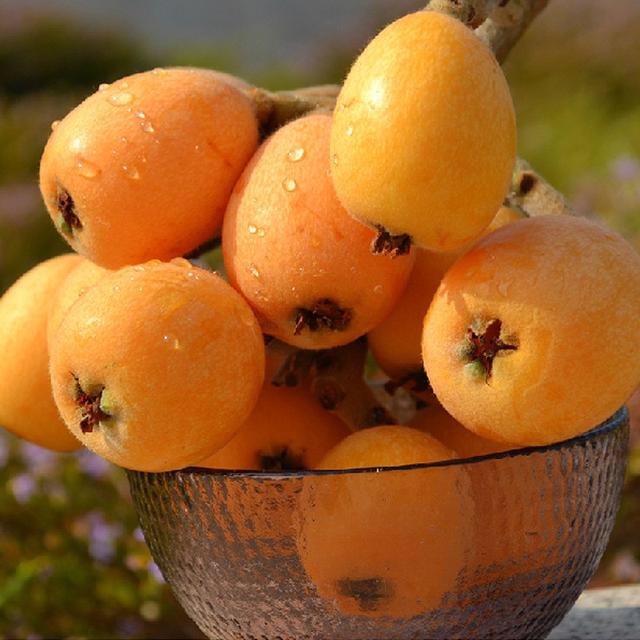 枇杷有什么功效？