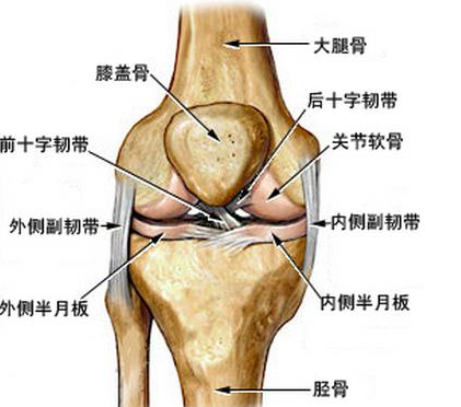 有哪些运动有助于膝盖康复，生活中怎样护膝盖、膝关节？
