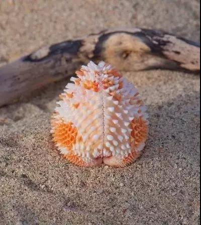 五彩斑斓的海上之花，有没有去看看大海的冲动？