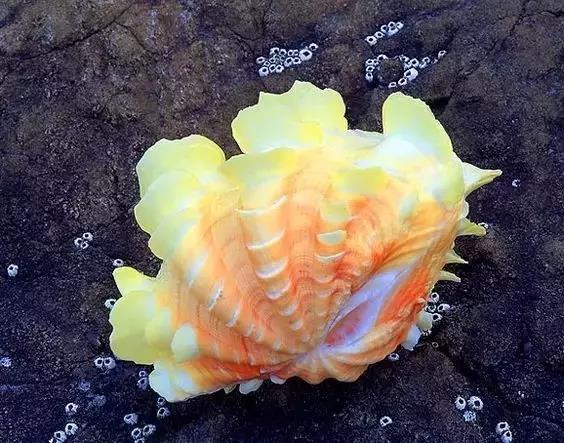 五彩斑斓的海上之花，有没有去看看大海的冲动？