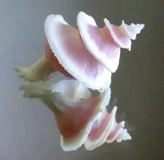 五彩斑斓的海上之花，有没有去看看大海的冲动？