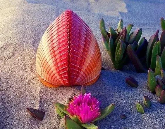 五彩斑斓的海上之花，有没有去看看大海的冲动？