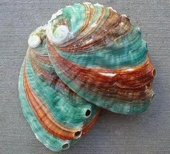 五彩斑斓的海上之花，有没有去看看大海的冲动？