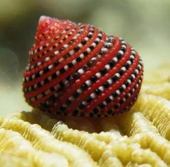 五彩斑斓的海上之花，有没有去看看大海的冲动？