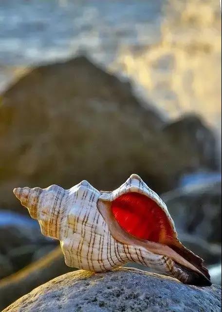 五彩斑斓的海上之花，有没有去看看大海的冲动？