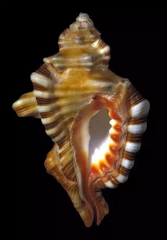 五彩斑斓的海上之花，有没有去看看大海的冲动？