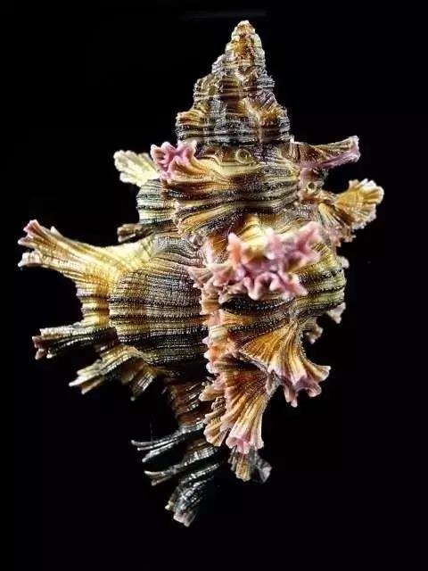 五彩斑斓的海上之花，有没有去看看大海的冲动？