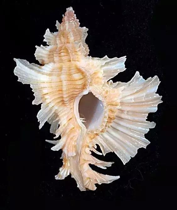 五彩斑斓的海上之花，有没有去看看大海的冲动？