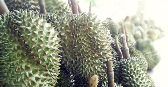 常吃榴莲有什么益处？