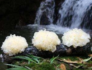 银耳的营养价值怎么样？